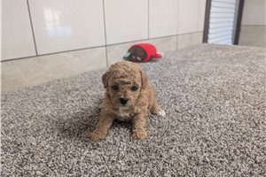 Kerri - Poodle, Miniature for sale