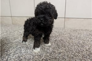 Tammy - Poodle, Toy for sale