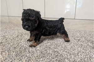 Avery - puppy for sale