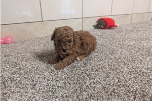 Korrine - Poodle, Miniature for sale