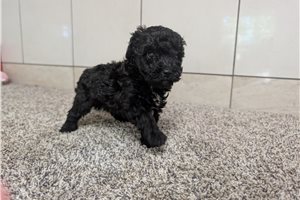 Auster - puppy for sale