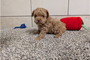 Scarlett - Poodle, Toy for sale