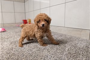 Kayden - Poodle, Toy for sale