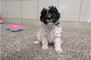 Ariel - Poodle, Miniature for sale