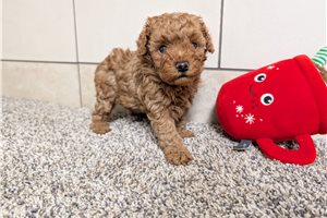 Donna - Poodle, Miniature for sale