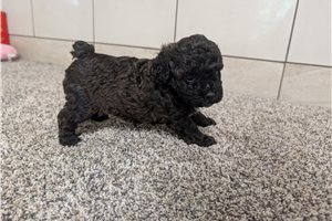Arianna - puppy for sale