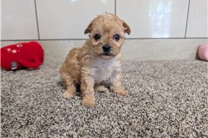 Kiara - Poodle, Toy for sale