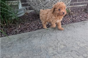 Kayden - Toy Poodle for sale
