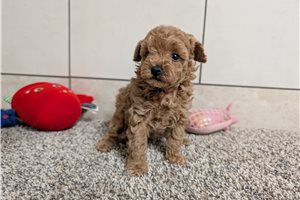 Sophia - Poodle, Toy for sale