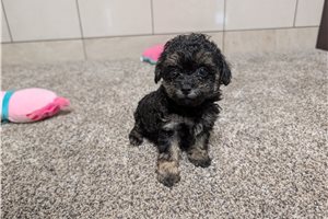 Maxx - Poodle, Toy for sale