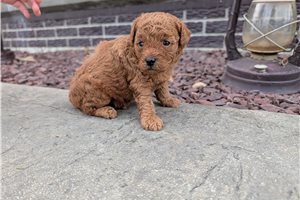 Baron - Toy Poodle for sale
