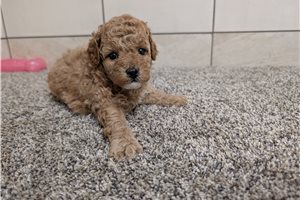 Kylie - Poodle, Miniature for sale