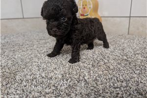 Tennessee - Poodle, Toy for sale