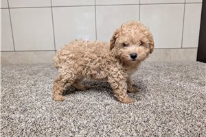 Kyrie - Poodle, Toy for sale