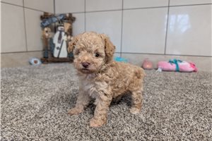 Cartwright - Poodle, Toy for sale