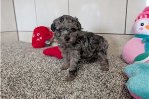 Camilia - Poodle, Toy for sale