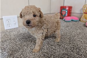 Kyrie - puppy for sale