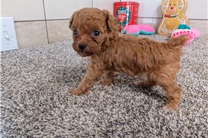 Kinsley - puppy for sale