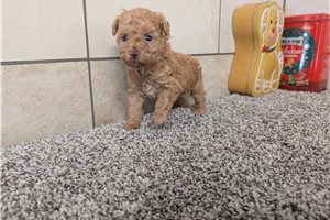 Cyrus - Poodle, Toy for sale