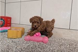 Baron - Poodle, Toy for sale