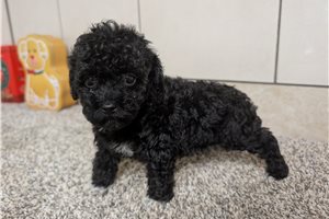 Tamara - Poodle, Toy for sale