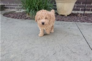 Kyrie - Toy Poodle for sale
