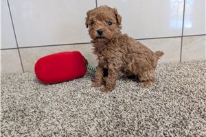 Cody - Poodle, Toy for sale
