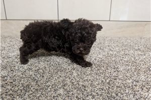Tennessee - Poodle, Toy for sale
