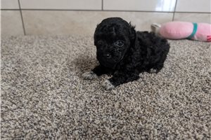 Tamara - puppy for sale