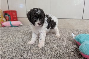 Aris - puppy for sale