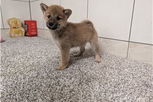 Hope - Shiba Inu for sale
