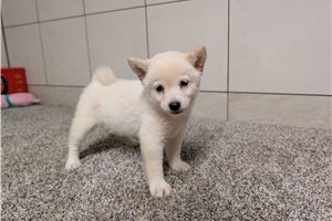 Harper - Shiba Inu for sale