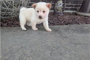James - Shiba Inu for sale