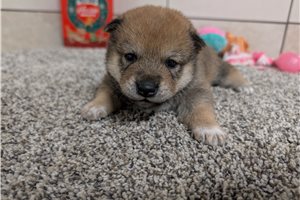 Iker - puppy for sale