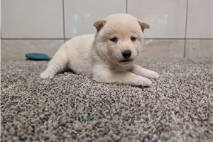 Hunter - puppy for sale