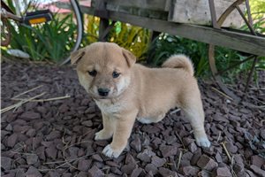 Naomi - Shiba Inu for sale