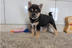 Foster - puppy for sale