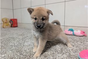 Hope - Shiba Inu for sale