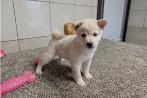 Felicia - puppy for sale