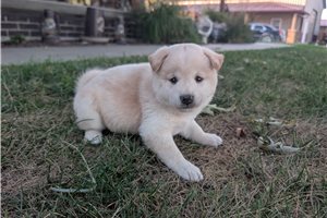Jake - Shiba Inu for sale