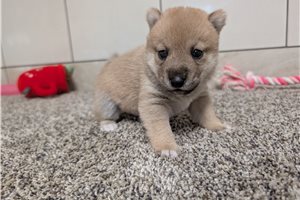 Noah - Shiba Inu for sale