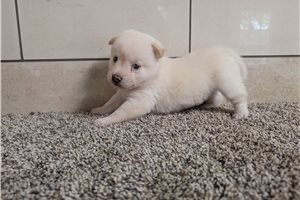 James - puppy for sale