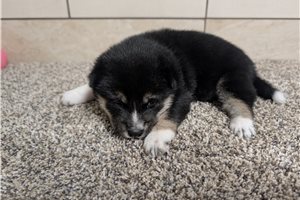 Isabella - Shiba Inu for sale