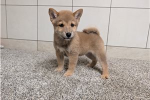 Hendrix - Shiba Inu for sale