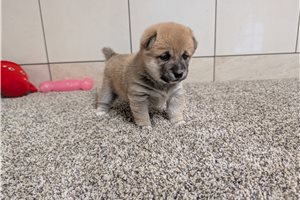 Natalie - Shiba Inu for sale