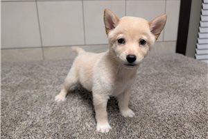 Hunter - Shiba Inu for sale