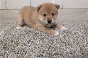 Kourtney - Shiba Inu for sale