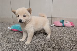 Hanna - Shiba Inu for sale