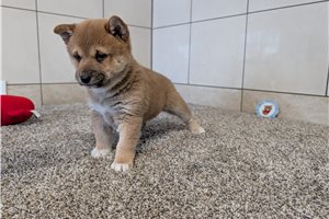 Fergus - puppy for sale