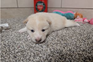 Isaiah - Shiba Inu for sale